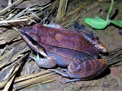 Leptodactylus mystaceus