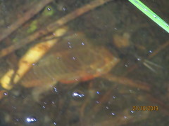 Callichthyinae