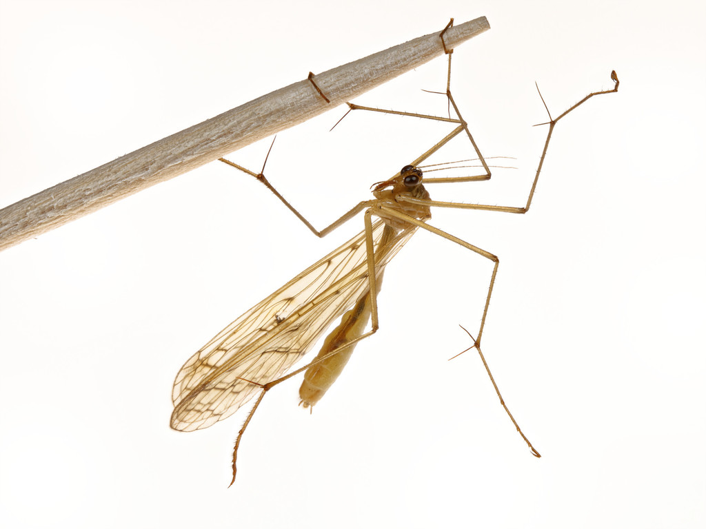 Thin Hangingfly