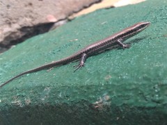 Notomabuya frenata