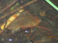 Callichthyinae