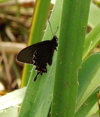 Parides bunichus