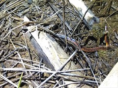 Xenopholis undulatus