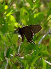 Parides bunichus