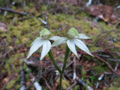 Adenochilus gracilis
