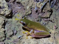 Dendropsophus rubicundulus