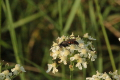 Arachnospila