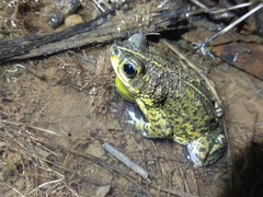 Rhinella mirandaribeiroi