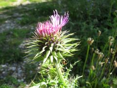 Carduus nigrescens