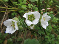Geum cockaynei