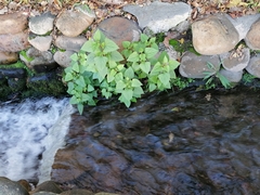 Ageratina adenophora