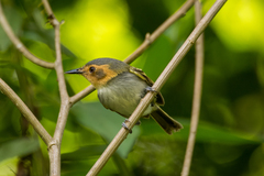 Poecilotriccus plumbeiceps