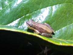 Scinax fuscomarginatus