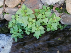 Ageratina adenophora