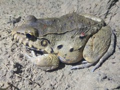Leptodactylus labyrinthicus