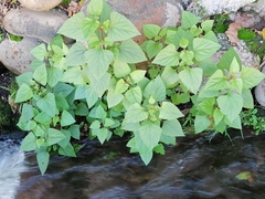 Ageratina adenophora