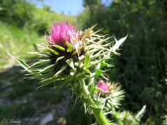 Carduus nigrescens