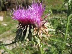 Carduus nigrescens
