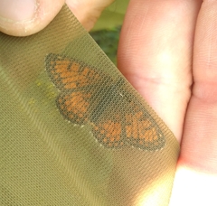 Melitaea varia