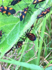 Oncopeltus varicolor