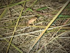 Scinax squalirostris