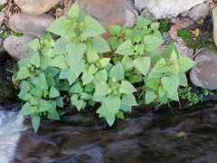 Ageratina adenophora