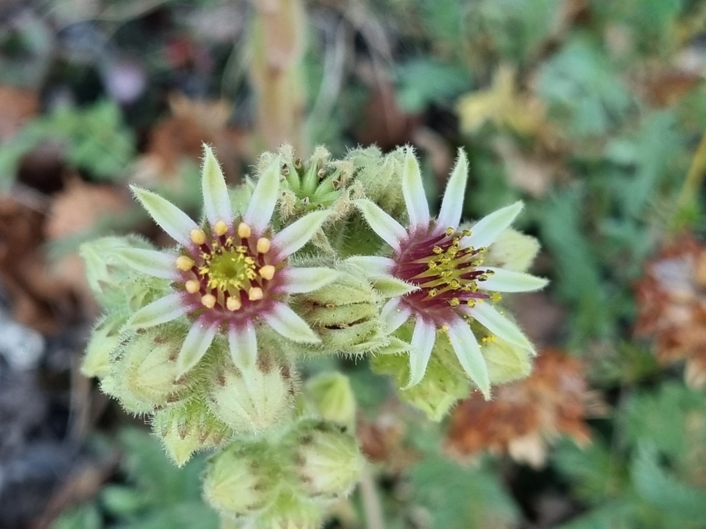 Sempervivum calcareum