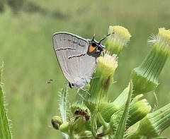 Strymon melinus image