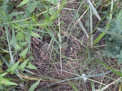 Thamnophis radix