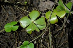 Marsilea ancylopoda