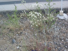 Conopodium subcarneum