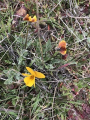 Viola douglasii