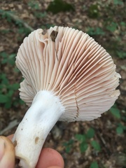 Russula eccentrica