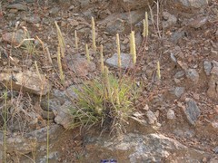 Plantago holosteum