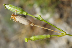 Silene flavescens