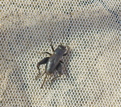 Modicogryllus frontalis