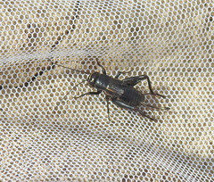 Modicogryllus frontalis