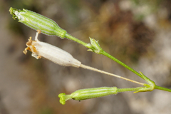Silene flavescens