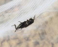 Modicogryllus frontalis