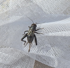 Modicogryllus frontalis