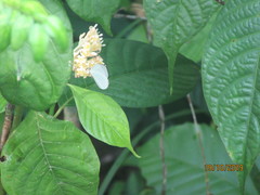 Palicourea didymocarpos