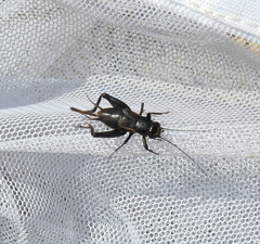 Modicogryllus frontalis