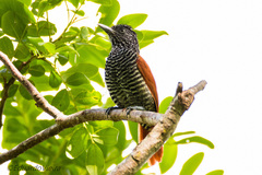 Thamnophilus palliatus