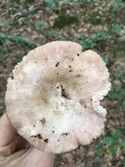 Russula eccentrica