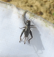 Modicogryllus frontalis