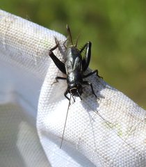 Modicogryllus frontalis