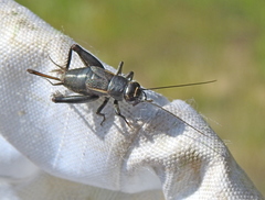 Modicogryllus frontalis