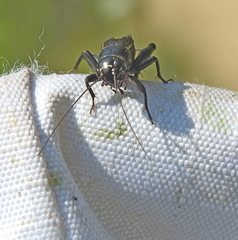 Modicogryllus frontalis