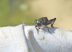 Modicogryllus frontalis