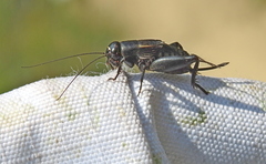 Modicogryllus frontalis